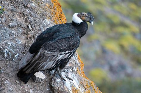 Andean Condor on a rock photo and wallpaper. All Andean Condor on a ...