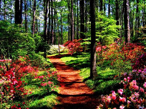 Forest In Spring wallpaper | nature and landscape | Wallpaper Better