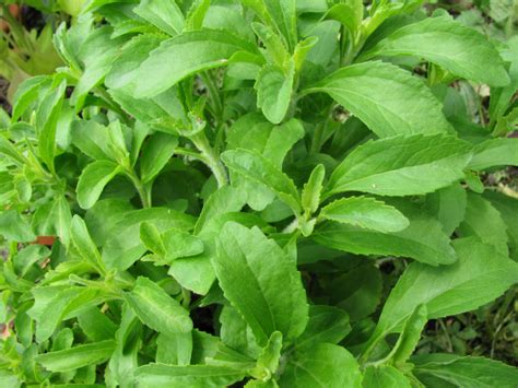 7 Impressive Benefits of Stevia | Organic Facts