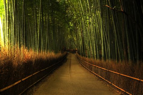 Arashiyama: Maiko, Sweets, and the Bamboo Forest