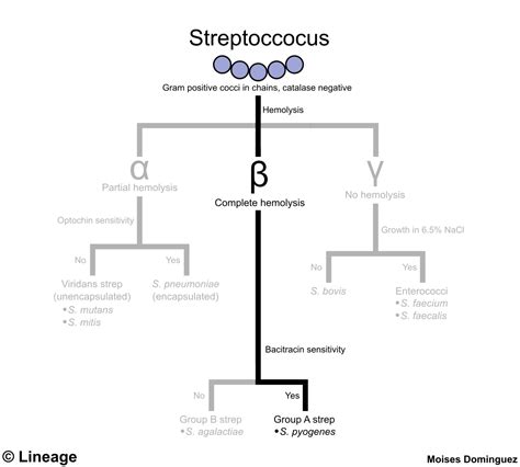 Streptococcus Pyogenes Gram Stain