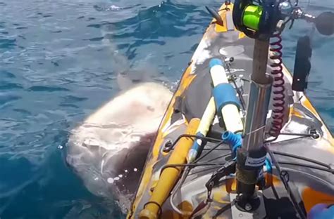 Terrifying Encounter: Enormous Tiger Shark Launches Aggressive Attack ...