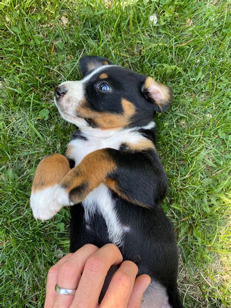 Appenzeller Mountain Dog puppies for sale | Mountain dogs, Puppies for ...