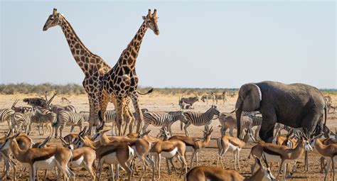 Going On A Safari? Tick These 10 Popular African Animals Off The Bucket ...