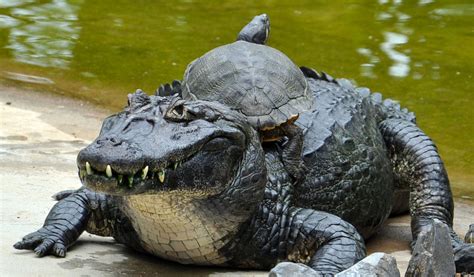 caiman - Google Search | Pets, Animals, Crocodiles