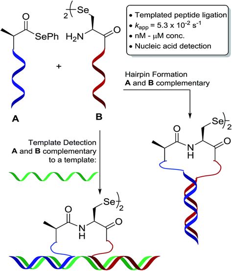 Peptide nucleic acid-templated selenocystine–selenoester ligation ...