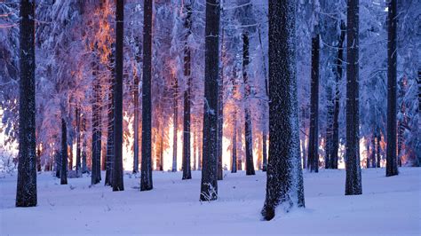 Forest Wallpaper 4K, Winter, Snowy, Norway spruce