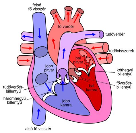 Clipart heart human, Clipart heart human Transparent FREE for download ...