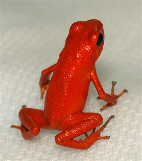 Strawberry poison dart frog - Reptipedia, the Reptile & Amphibian Wiki