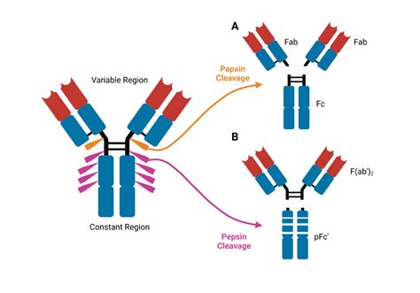 Antibody Structure Fab Fc