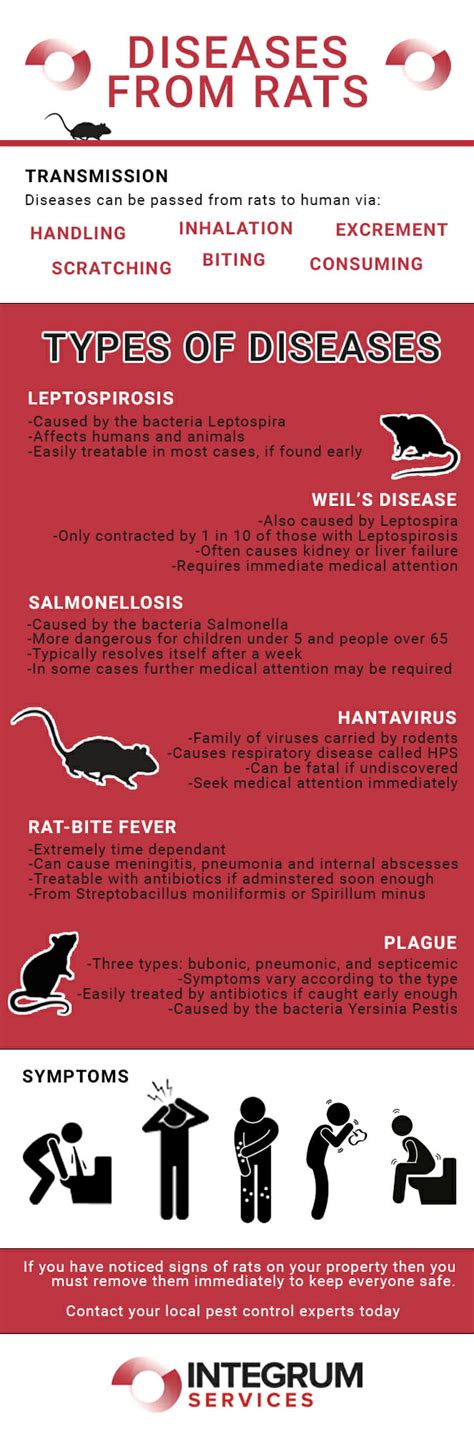 Diseases from Rats - Symptoms & Treatments - Integrum