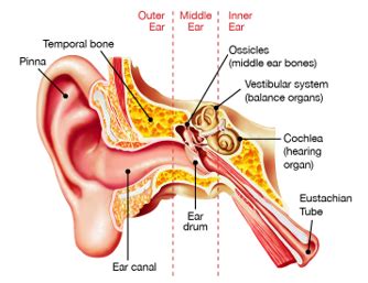 Eustachian Tube Dysfunction – The Royal Victorian Eye and Ear Hospital