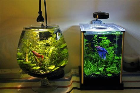 Betta Fish Tank Setup Ideas That Make A Statement! - Spiffy Pet Products