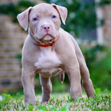 XL PITBULL PUPPIES FOR SALE | PIT BULL PUPPIES AVAILABLE NOW