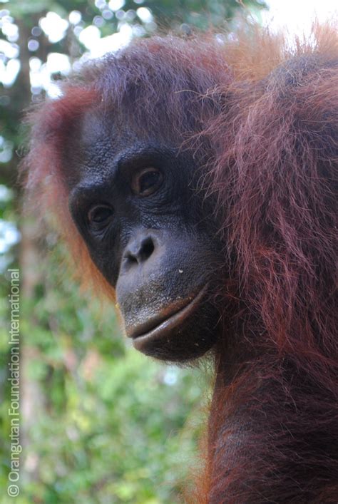 Looking into the eyes of an orangutan... – Orangutan Foundation ...