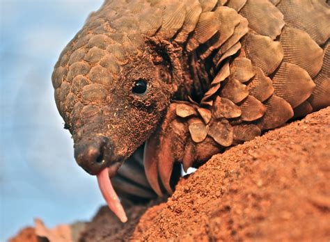 Temminck’s Pangolin Smutsia temminckii – Palm Oil Detectives