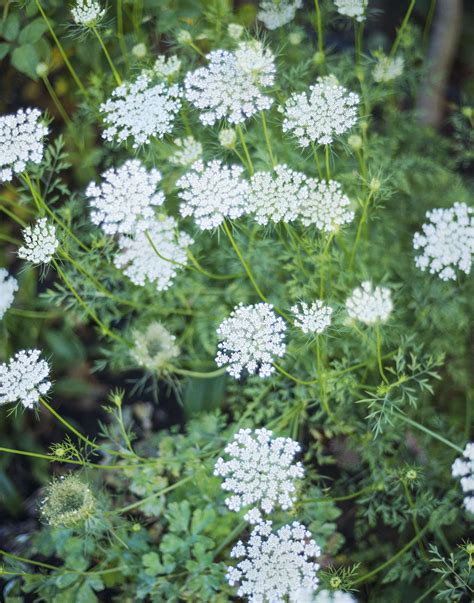 How to Successfully Grow Queen Anne's Lace: A Field Guide to Planting ...