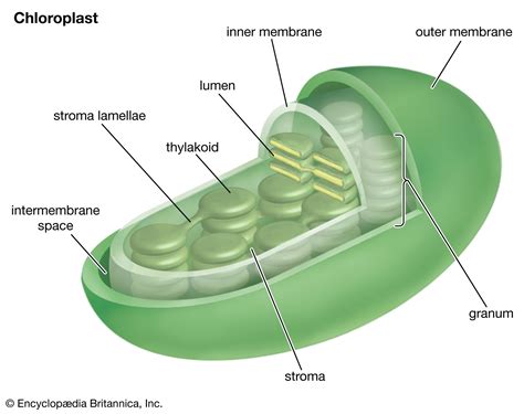 Chemical composition of chloroplast