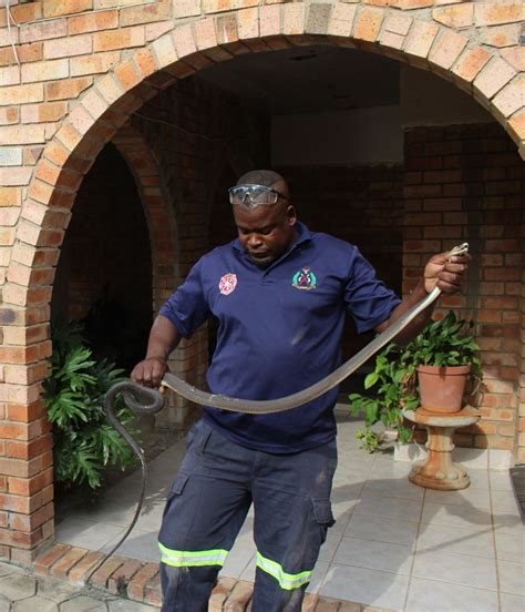 SNAKE IN MY GARAGE! | Daily Sun