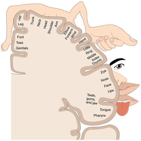 File:1421 Sensory Homunculus.jpg - Wikimedia Commons