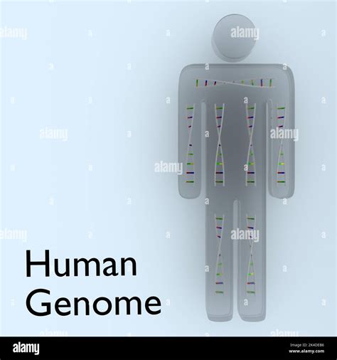 3D illustration of symbolic DNA double helixes in a human body Stock ...