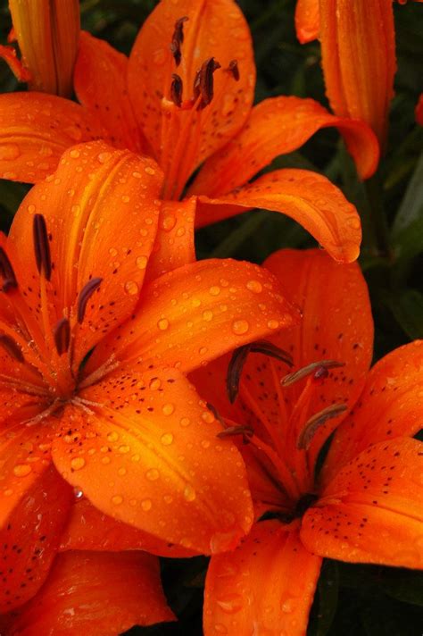 Tiger Lilies | Orange wallpaper, Tiger lily, Flower aesthetic