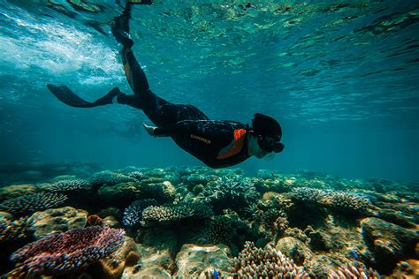 Snorkeling Tubbataha: Exploring Palawan's Coral Garden of Eden