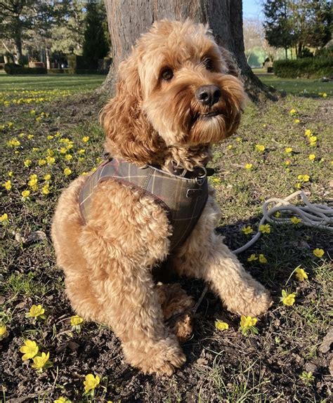 When Is A Cockapoo Full Grown? (Size & Age Fully Grown) | PupTraveller