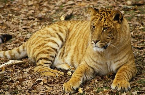 Tigon Facts | Rare cats, Animal kindom, Big cats