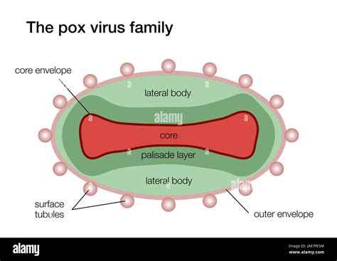 Illustration of the pox virus structure Stock Photo - Alamy