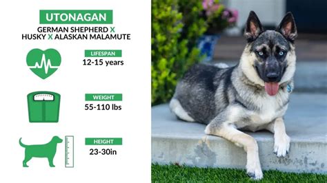 Utonagan Dog: Care, Personality, Cost, and More