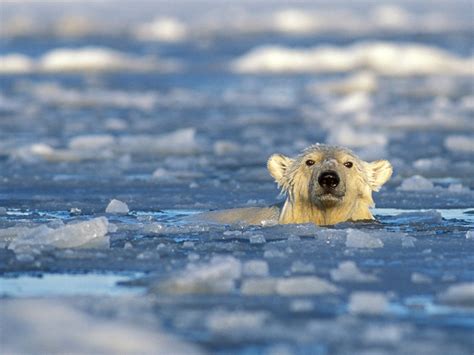 Longest Polar Bear Swim Recorded—426 Miles Straight