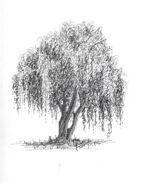 Weeping willow tree Drawing by Swati Singh - Fine Art America