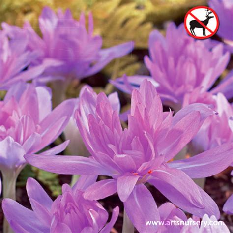 Colchicum Waterlily Bulb | Art's Nursery Ltd