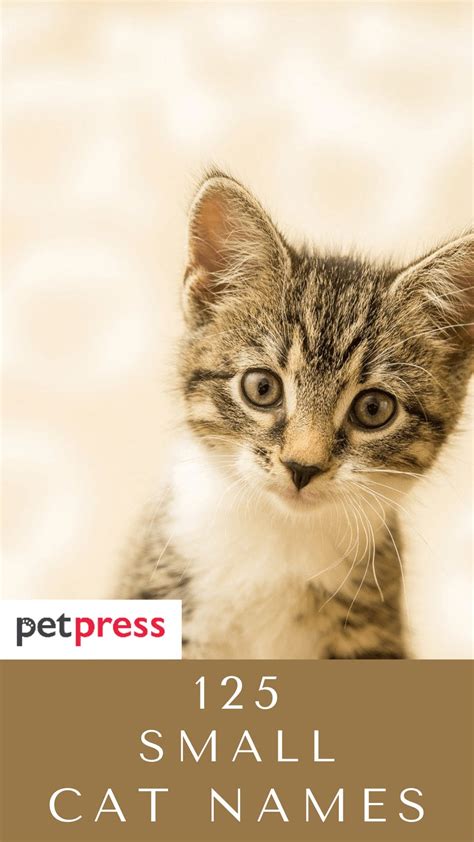 Top 125 Most Popular Small Cat Names That Fits With Your Small Kitten