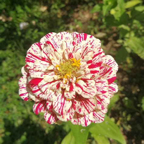 Candy Cane Zinnia Flower Seeds – SEEDTOPIA