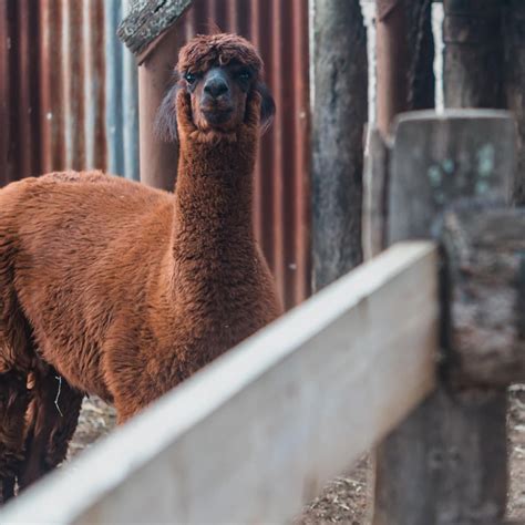 The Animals of Capalaba Produce | Capalaba Produce