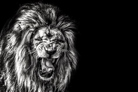 Black And White Lion Roar Wallpaper