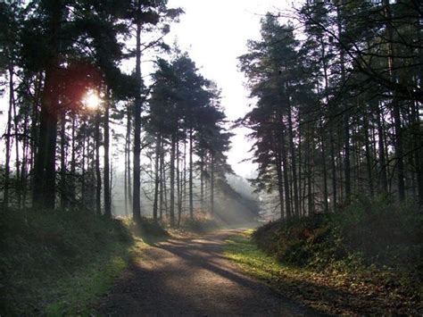 Friends of Thetford Forest (FoTF) | Thetford forest, Places to visit ...