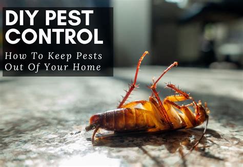 DIY Pest Control - How To Keep Pests Out Of Your Home