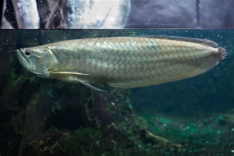 Silver Arowana (Osteoglossum Bicirrhosum) Care Sheet