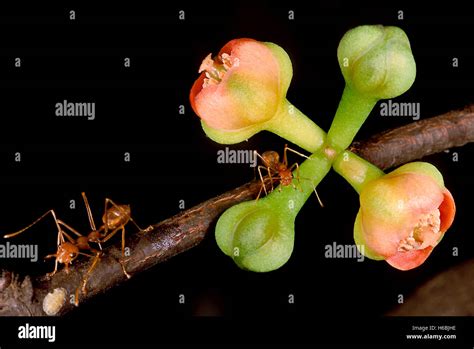 Garcinia Indica. Family: Clusiaceae. The flowers of the 'Kokam' tree ...