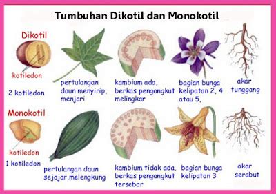 Tumbuhan Dikotil dan Monokotil, Ciri-ciri beserta Contohnya ~ Juragan Les