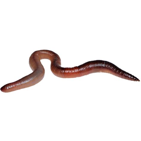 earthworm worm PNG transparent image download, size: 512x512px