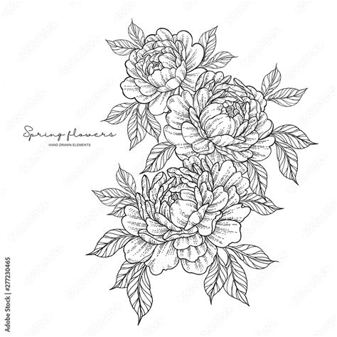 Peony flowers in japanese tattoo style. Hand drawn inked flowers. Black ...