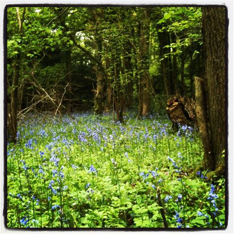 Bluebell woods | Bluesmusiccat | Flickr