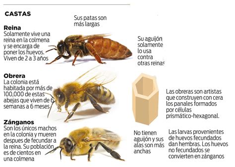 LA REINA DE MI COLMENA: ¿POR QUE LAS ABEJAS ALIMENTADAS CON JALEA REAL ...