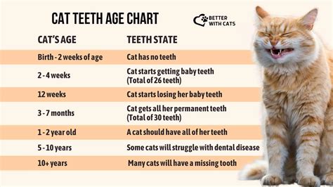 Cat Teeth Age Chart: A Way To Learn How Old Your Cat Is