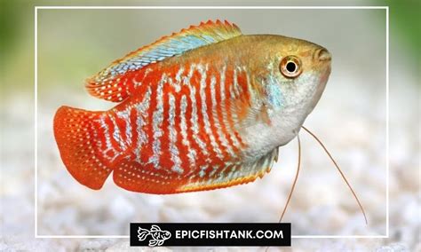 Your Complete Handbook for Dwarf Gourami Care - Epic Fish Tank