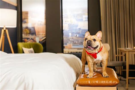 Pet Friendly Hotels Jackson Ms : Best Options for Traveling with Pets ...